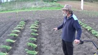 Plantando tomates con truco [upl. by Ylsew]