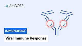 Immune Response to Viruses How the Body Reacts [upl. by Ajaj]