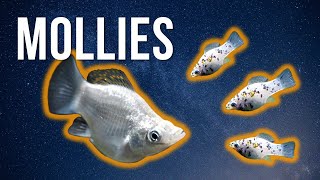 MOLLY FISH CARE – Best Beginner Livebearer [upl. by Brenden]