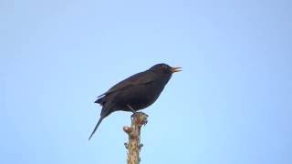 Common blackbird song  Turdus merula [upl. by Lucille]