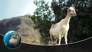 The Cape Verde Islands [upl. by Notwal113]