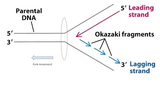 Okazaki fragments  Explanation 1080p [upl. by Artaed518]