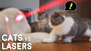 Cats vs Lasers Compilation [upl. by Gorrono]