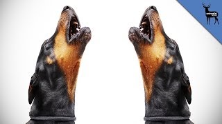 Why Do Dogs Howl [upl. by Toni]