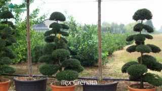 Ilex Crenata  Japanese Holly [upl. by Nwahsan537]