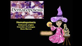 Hematopoiesis Origins Lineages and Bone Marrow CC [upl. by Gninnahc29]