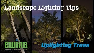 Landscape Lighting Tips  Uplighting Trees [upl. by Adnawot23]