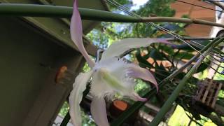 Brassavola Rhynchovola David Sanders [upl. by Obadiah314]