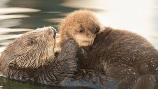 Sea Otter Orphan Gets Adopted [upl. by Burnaby891]