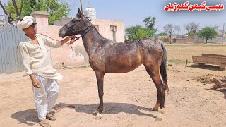 Desi Ghoryan For Sale In Pakistan  Desi Pakistani Horse 2024  Horse Riding 🐎 [upl. by Roarke]