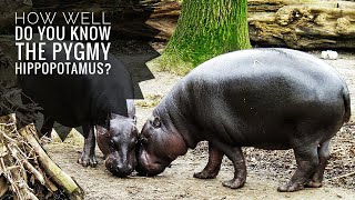 Pygmy hippopotamus  Description Characteristics and Facts [upl. by Aleirbag]