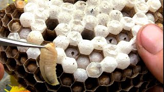 Hornet Yellow Jacket Wasp Nest Removal Swarm [upl. by Egbert]