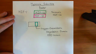 Hypoxia Inducible Factor HIF Part 1 [upl. by Brocky]