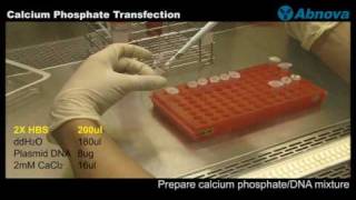 Calcium Phosphate Transfection [upl. by Annaul108]