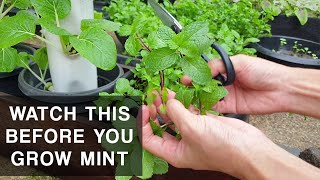 A MINTS CURSE  Mint plant care that you should know [upl. by Asirahc]