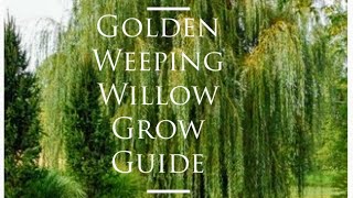 Golden Weeping Willow Grow Guide [upl. by Alicirp]