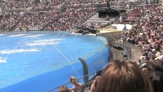 One Ocean Shamu Show at Sea World San Diego [upl. by Kala]