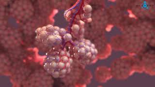 Alveoli 3D Medical Animation [upl. by Iruahs]