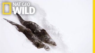 River Otters on the Run  Wild Yellowstone [upl. by Joy]