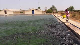 Pisciculture  Nourrissage de Clarias  piscicole  African Catfish feeding  Fish Farming [upl. by Lovato510]