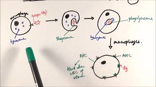 AS Biology  Phagocytosis OCR A Chapter 125 [upl. by Atikahs]