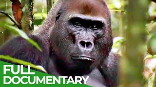 Gorillas The Gentle Giants  Free Documentary Nature [upl. by Knudson805]