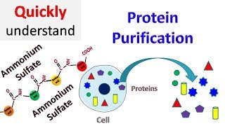 Protein Purification [upl. by Huckaby]