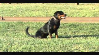 Rottweiler Schutzhund Training [upl. by Light369]