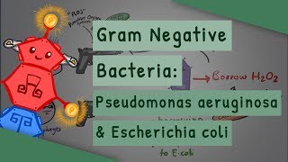 Gram Negative Bacteria Pseudomonas aeruginosa and Escherichia coli [upl. by Cryan]