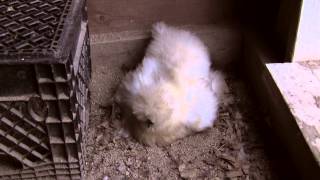 Silkie Chickens Update  3 Broody Hens [upl. by Lanctot]