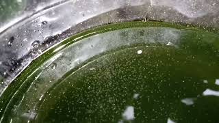 DAPHNIA MOINA CULTURE IN A SMALL BUCKET [upl. by Cooperstein]