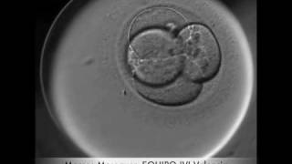 Embryo Development video [upl. by Sonnnie177]