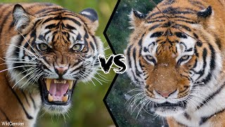 BENGAL TIGER VS SIBERIAN TIGER  Who Is The Strongest [upl. by Umeko971]