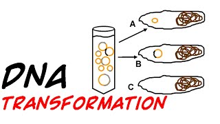 DNA transformation in bacteria [upl. by Ahsurej]