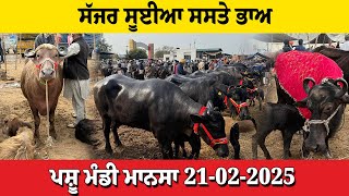 ਪਸ਼ੂ ਮੰਡੀ ਮਾਨਸਾ 21022025 Pashu Mandi Mansa [upl. by Munt]