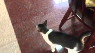 Japanese bobtail cat talking [upl. by Ibocaj589]