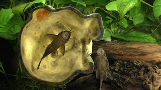 Breeding The Bristlenose Pleco A New Approach part 1 of 3 [upl. by Reisinger]