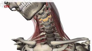 Columna Cervical Biomecanica  Artrocinematica [upl. by Ater]