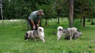 Norwegian Elkhound Puppies at 5 Weeks Old [upl. by Bennie]