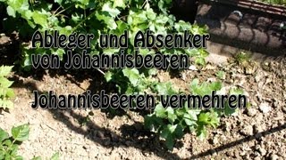 Johannisbeeren durch Absenker vermehren [upl. by Adnowat]