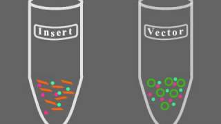 Key Steps of Molecular Cloning [upl. by Nahk]