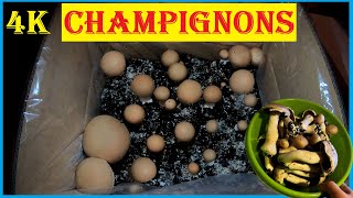 Pilze selber züchten  Die weiteren Champignonernten  Pilzzuchtbox Steinchampignons v Pilzmännchen [upl. by Borries]