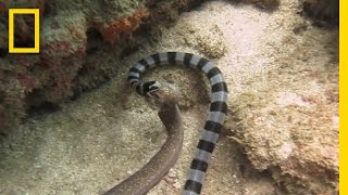 Watch Sea Snake Swallows Eel Whole  National Geographic [upl. by Osrick812]