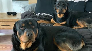 Life With Rottweilers 101 [upl. by Maryann]