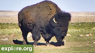 Five Fascinating Facts about Bison  Never Stop Learning [upl. by Bledsoe731]