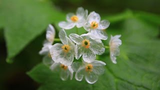 Skeleton Flowers Becomes Transparent When It Rains quotNature Lovequot [upl. by Htezzil]