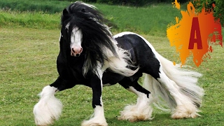 10 Most Beautiful Horse Breeds In The World [upl. by Moneta]