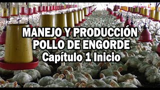 PRODUCCION POLLO DE ENCORDE MANEJO EN PRIMERAS ETAPAS [upl. by Rabin305]