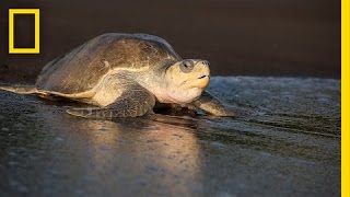 Over 100000 Sea Turtles Nest at the Same Time How  National Geographic [upl. by Aisanat239]