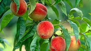 How to Grow Peaches Organically  Complete Growing Guide [upl. by Niles]